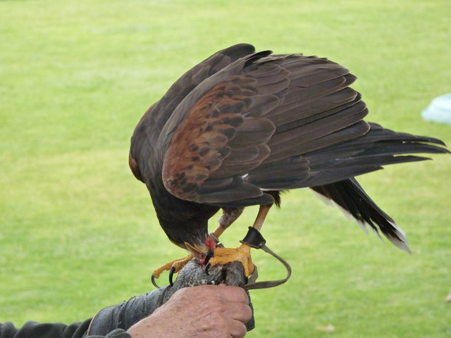 No s'ha trobat l'arxiu